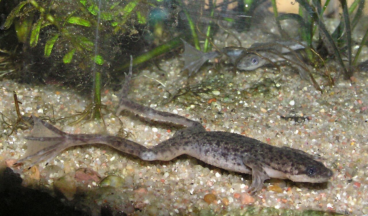 African dwarf frog