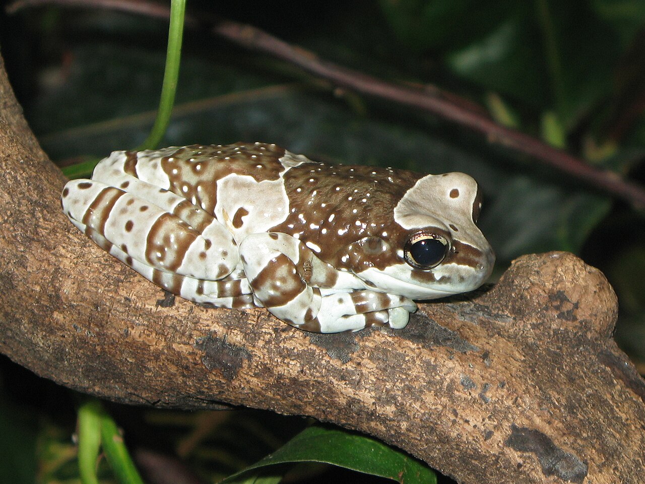 Amazon milk frog