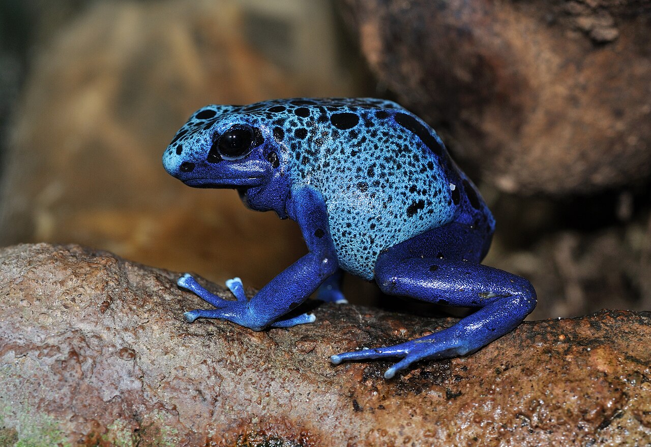Dyeing poison frog — blue azureus colour form