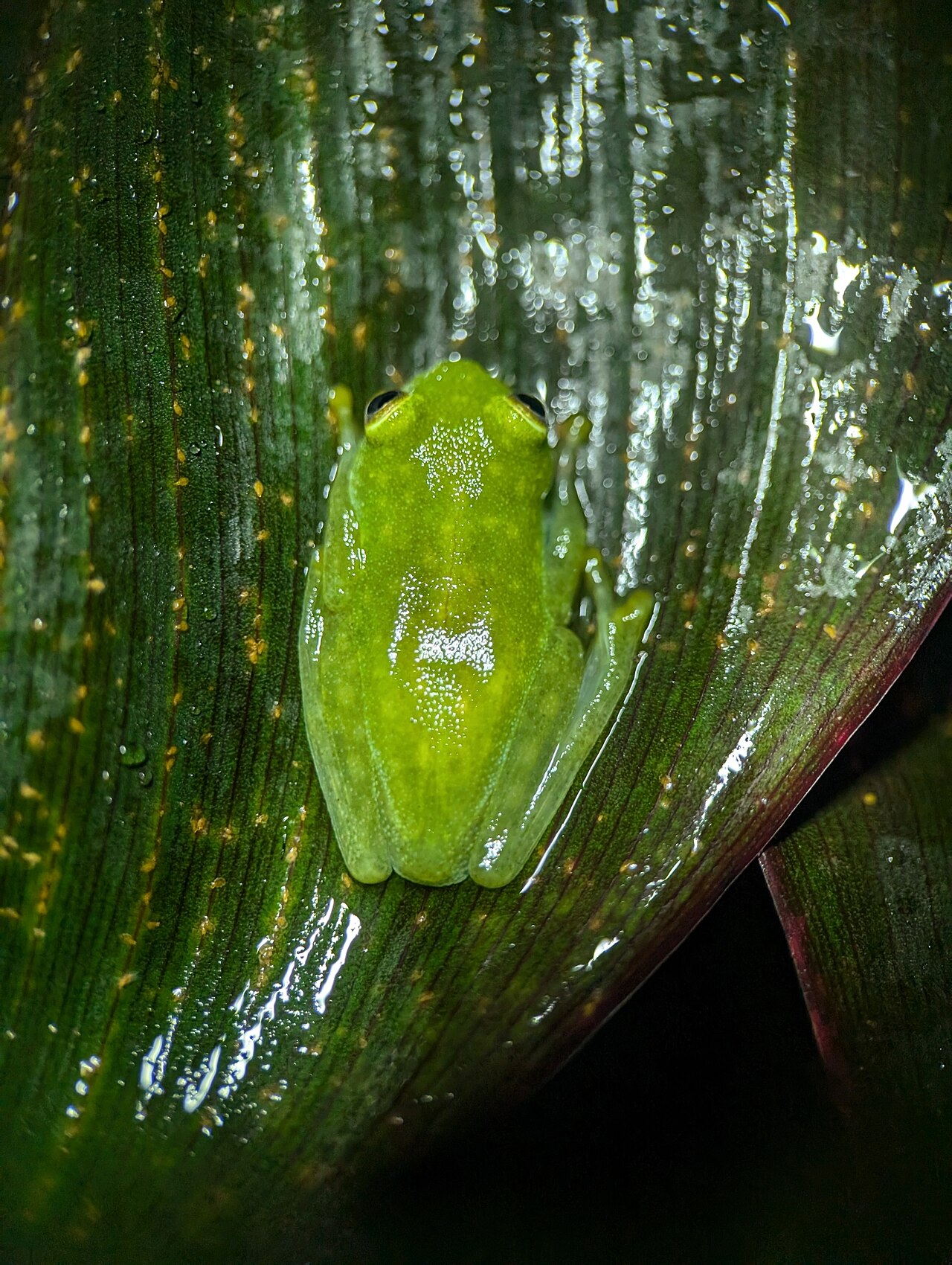 Fleischmann's glass frog