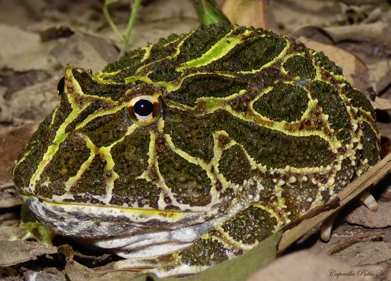 Cranwell's horned frog