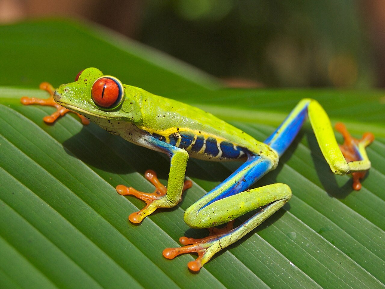 A red-eyed tree frog resting on a glossy green leaf
